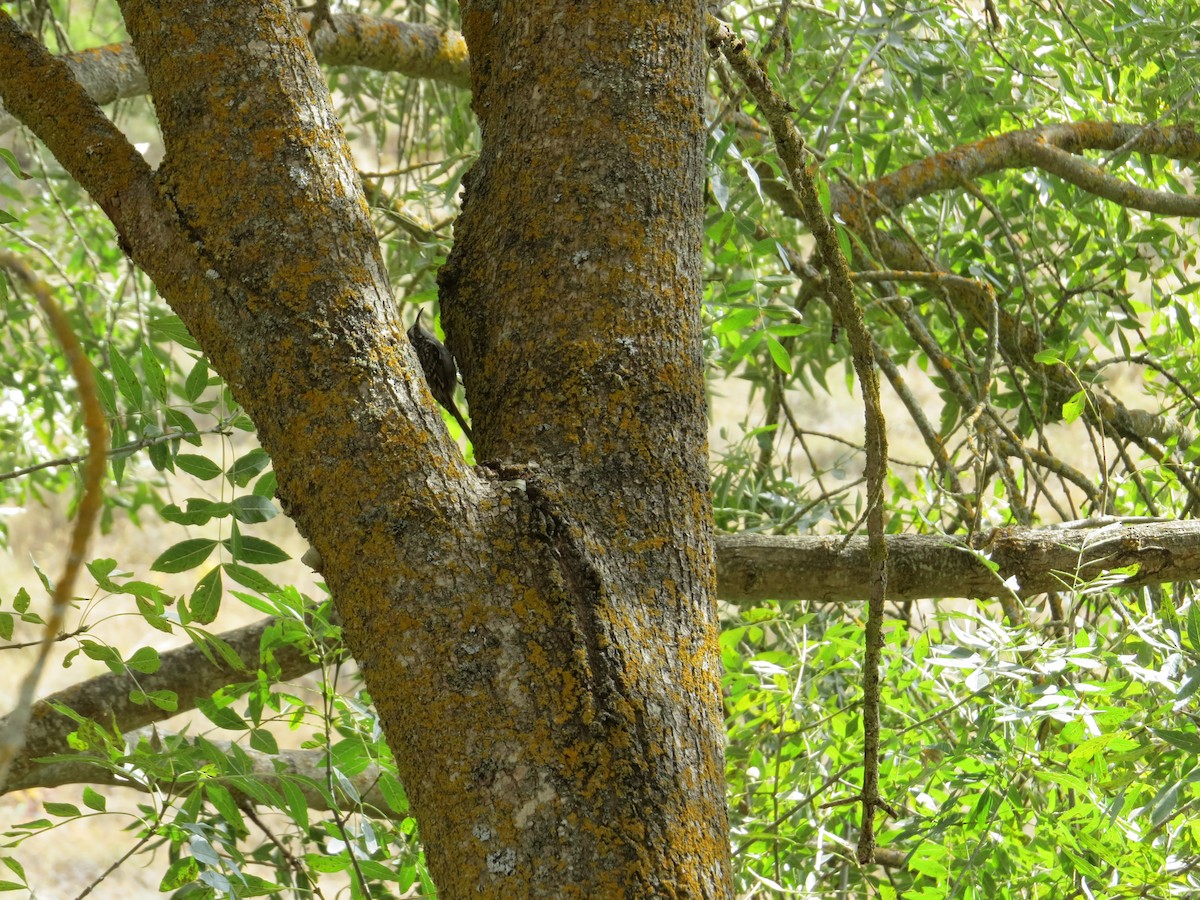 Short-toed Treecreeper - ML641696097