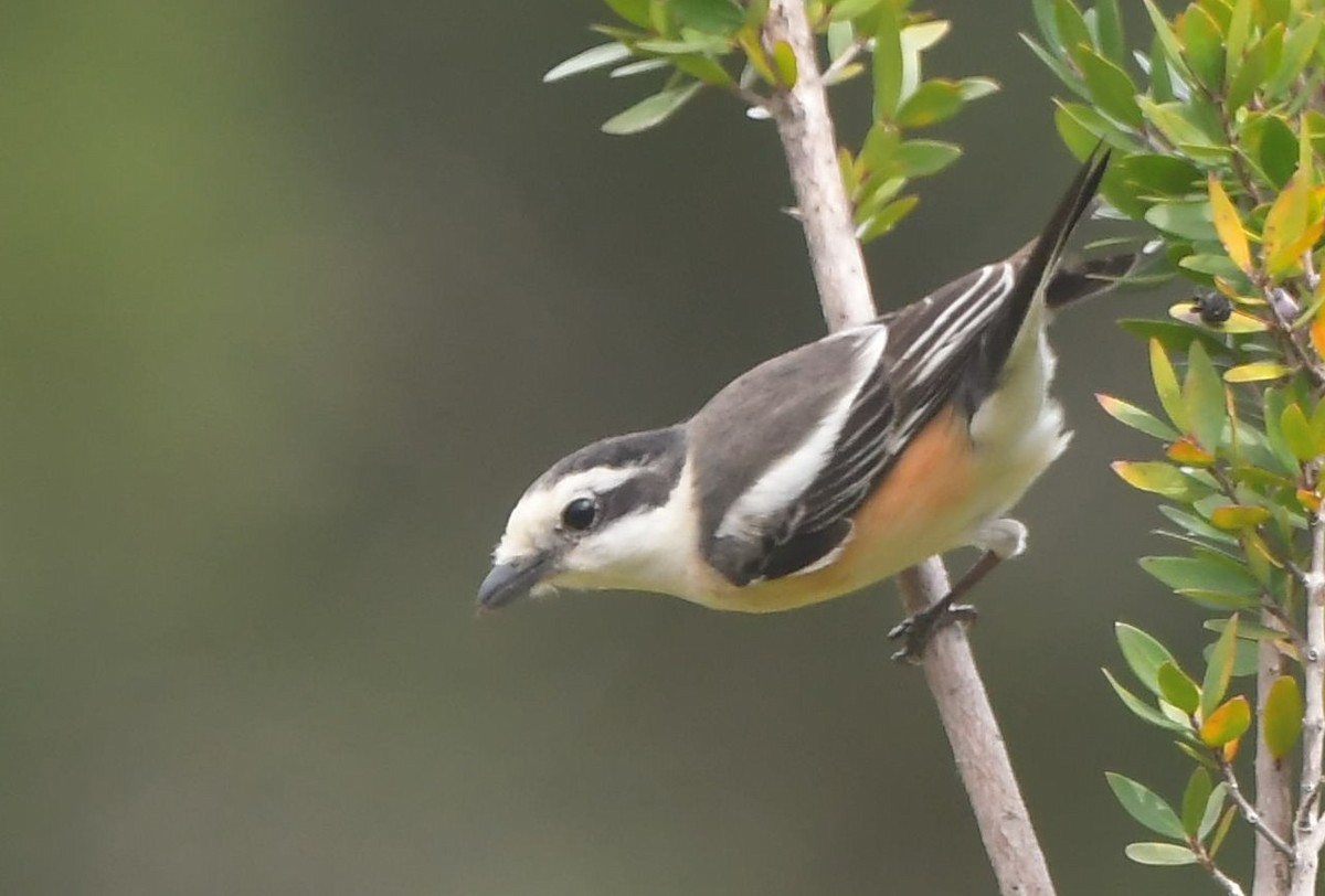 Masked Shrike - ML641696243
