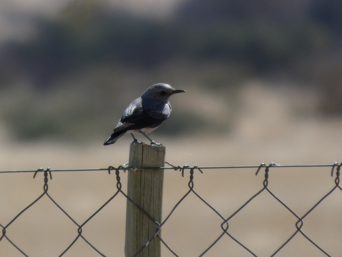 Mountain Chat - ML641696248