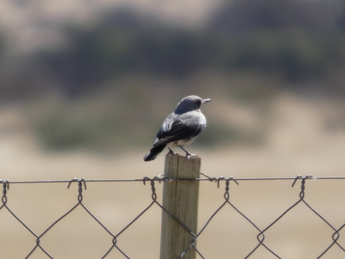 Mountain Chat - ML641696249