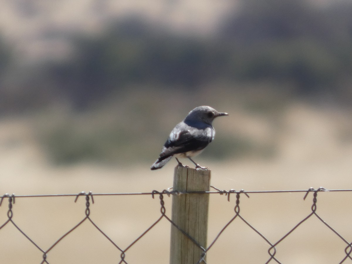 Mountain Chat - ML641696250