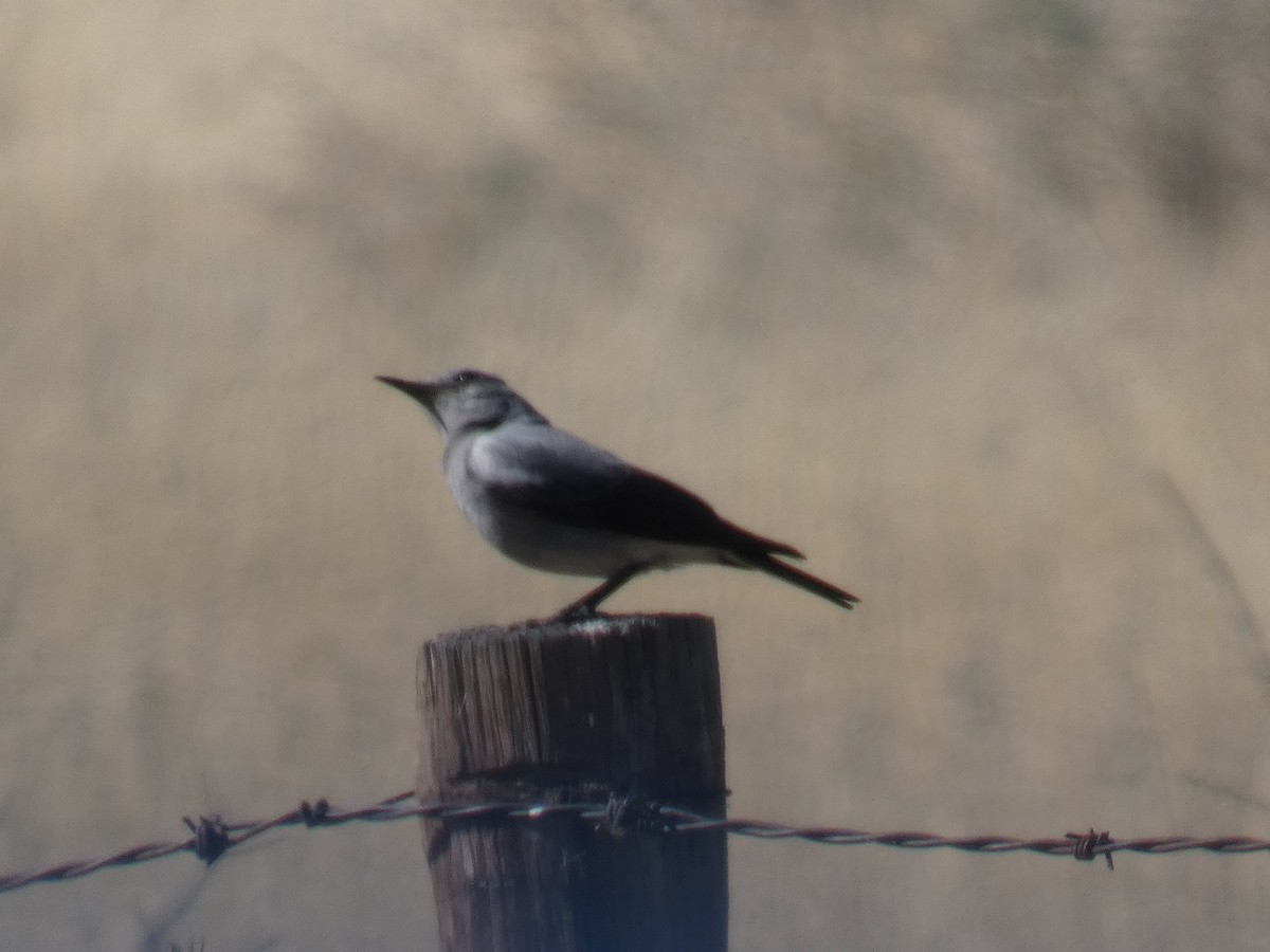 Mountain Chat - ML641696256