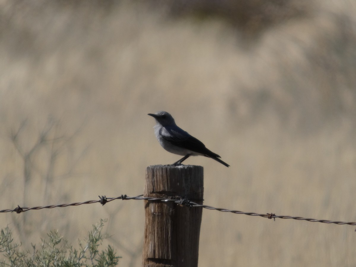 Mountain Chat - ML641696257