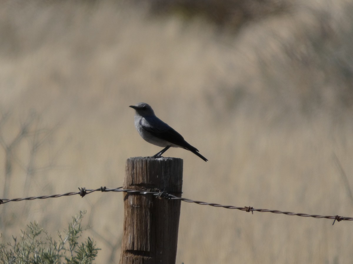 Mountain Chat - ML641696258