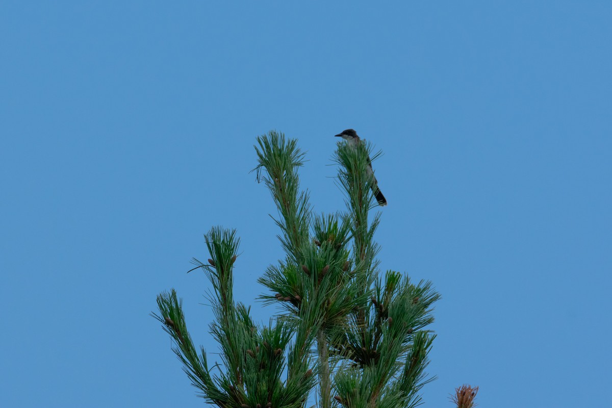 Eastern Kingbird - ML641696275
