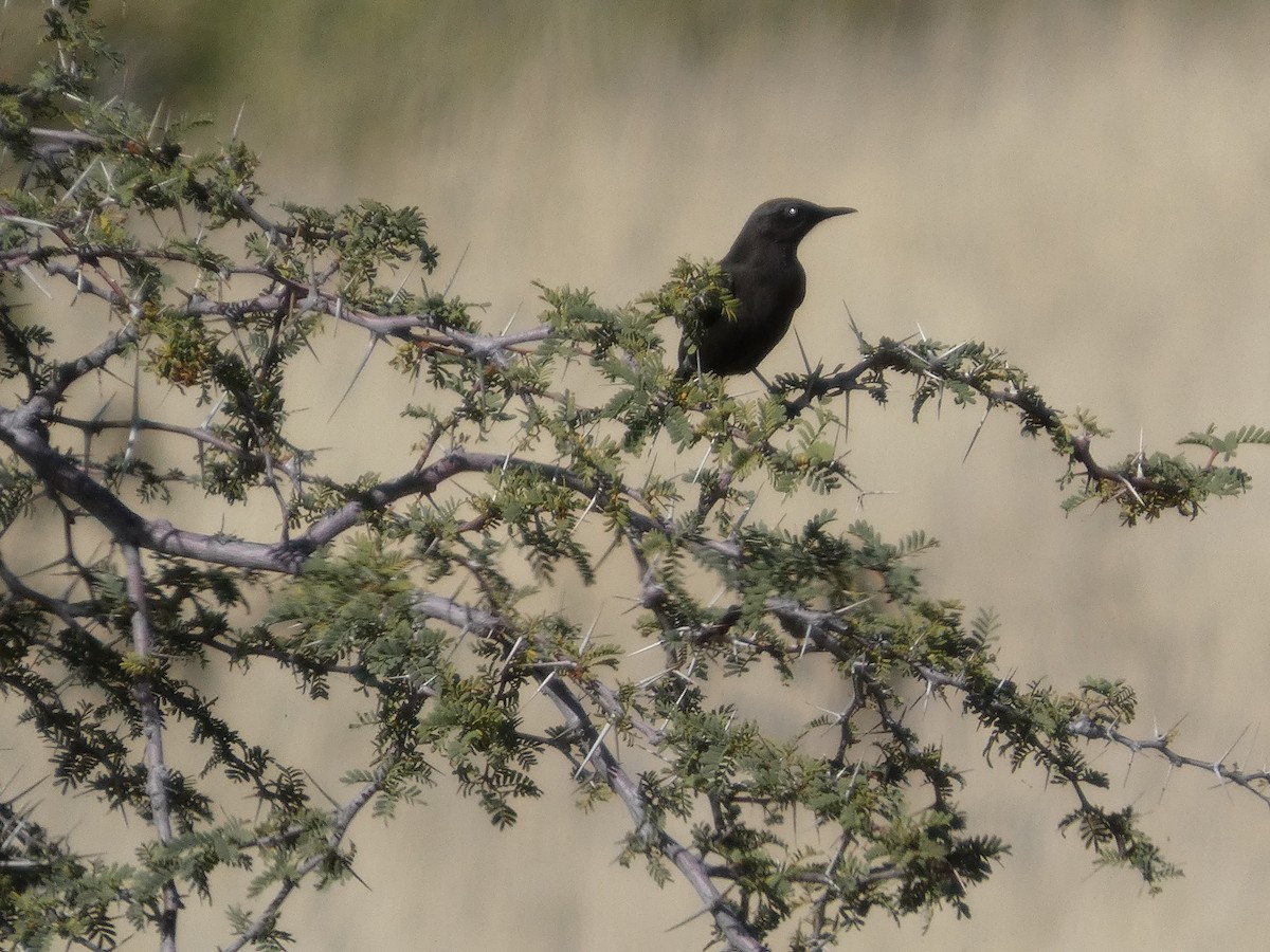 Mountain Chat - ML641696280