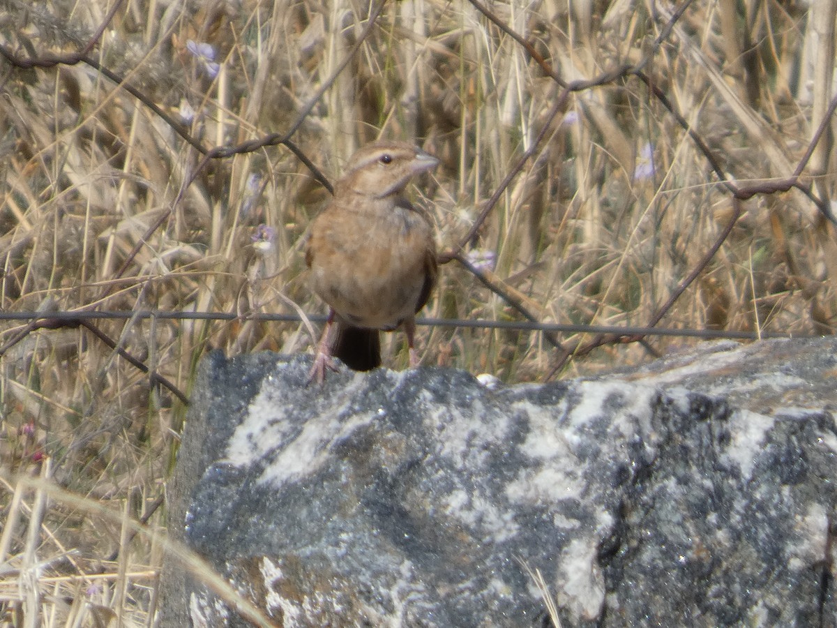 Lark-like Bunting - ML641696292