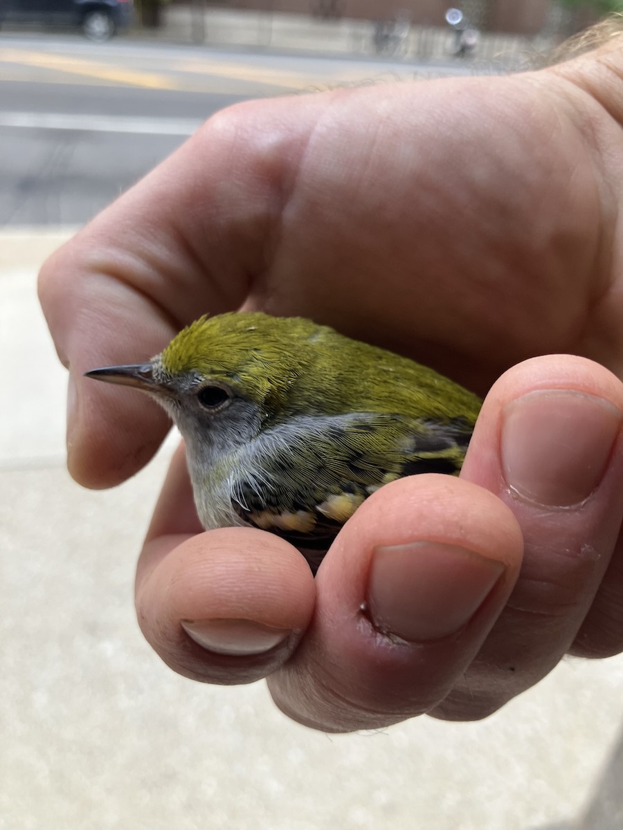 Chestnut-sided Warbler - ML641696299