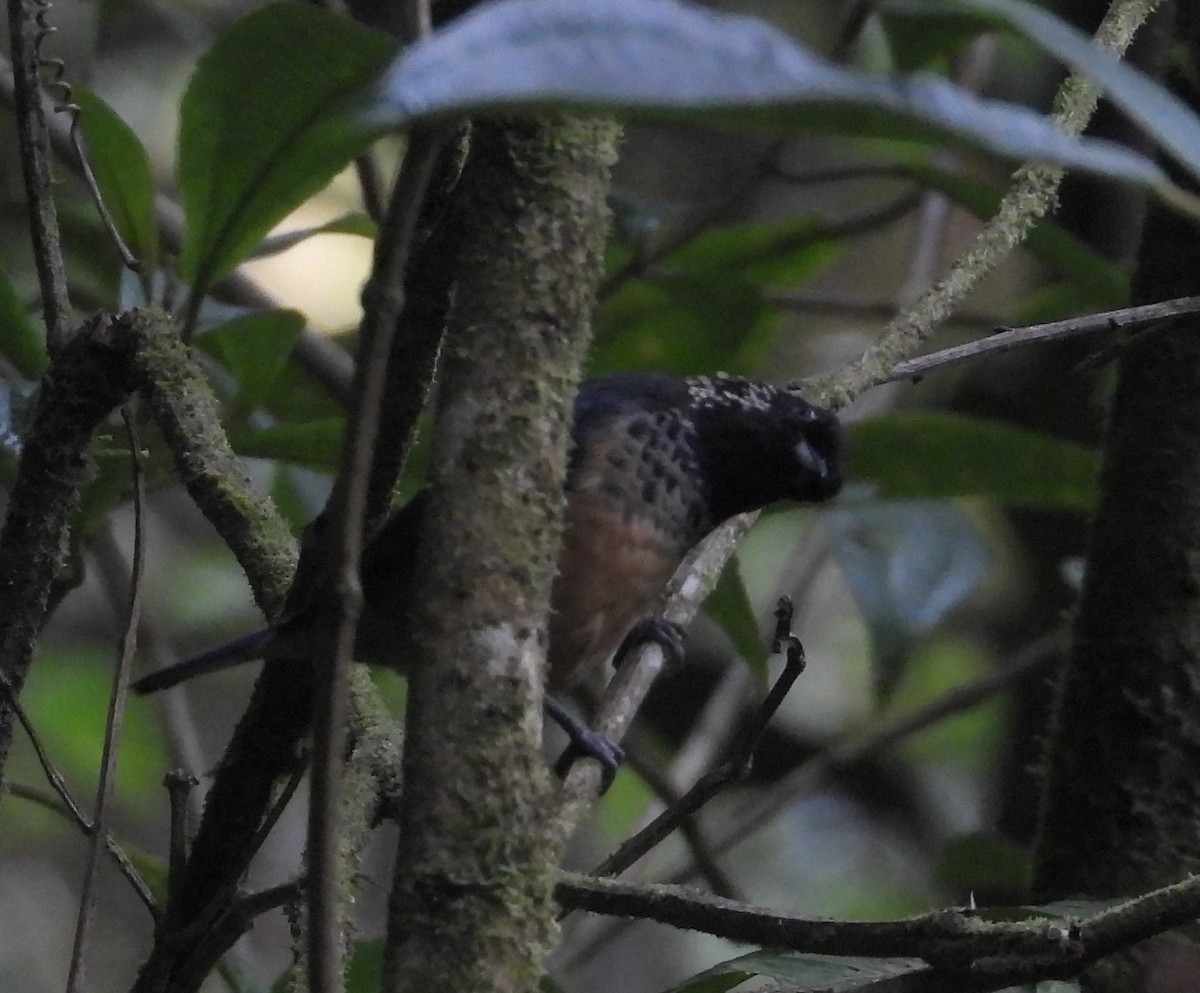 Spangle-cheeked Tanager - ML641696301