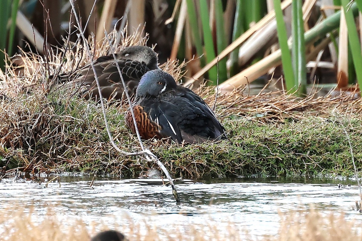 Canard bridé - ML641696304