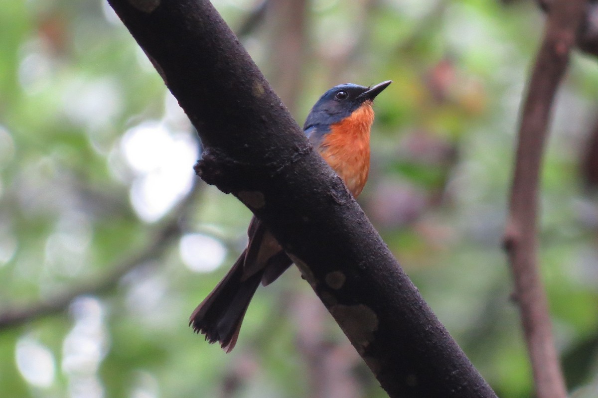 Hill Blue Flycatcher - ML641696311