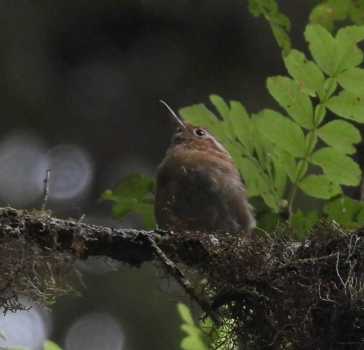 Ochraceous Wren - ML641696319