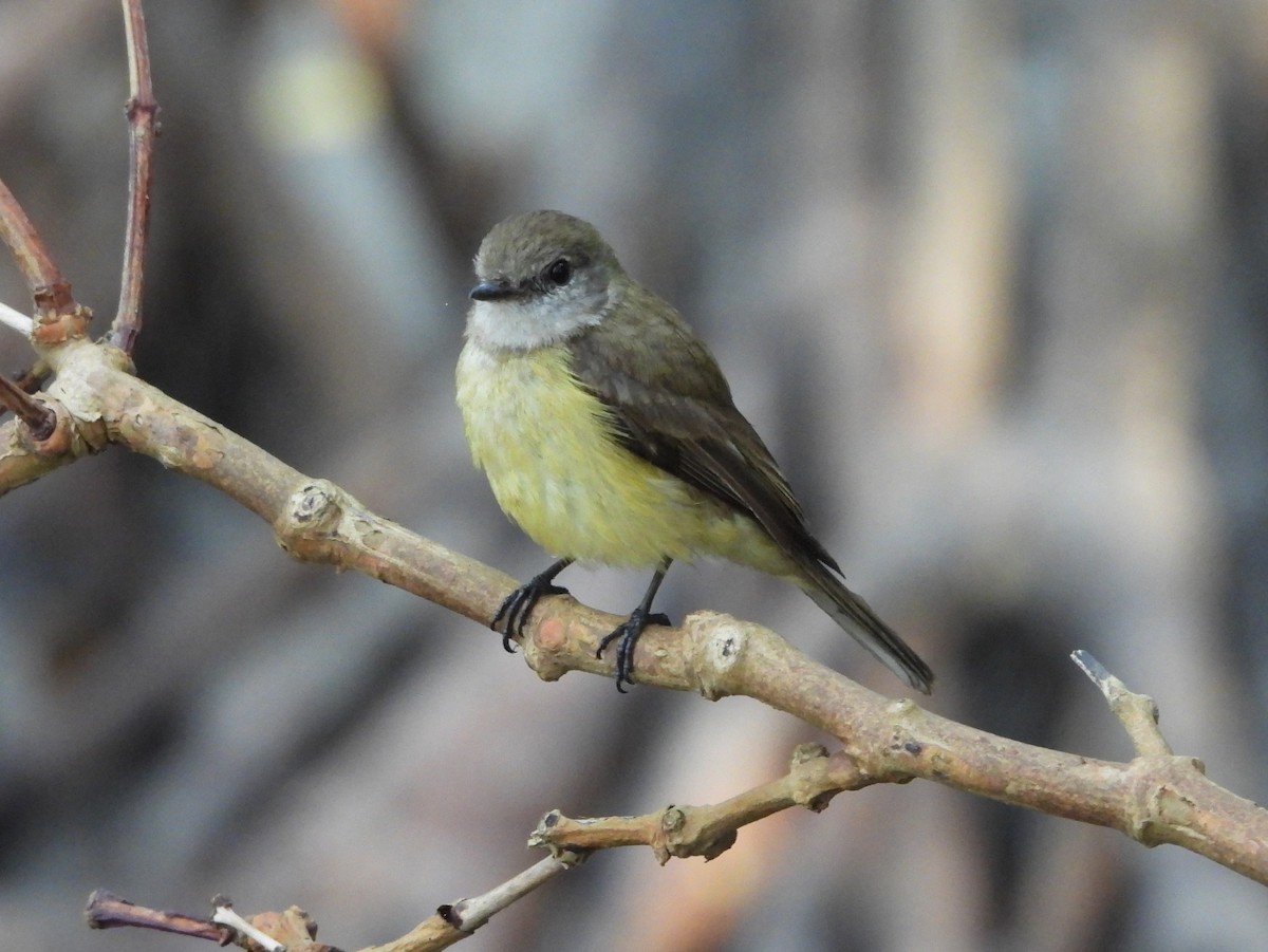 Limonenbauchschnäpper [flavigaster-Gruppe] - ML641696322
