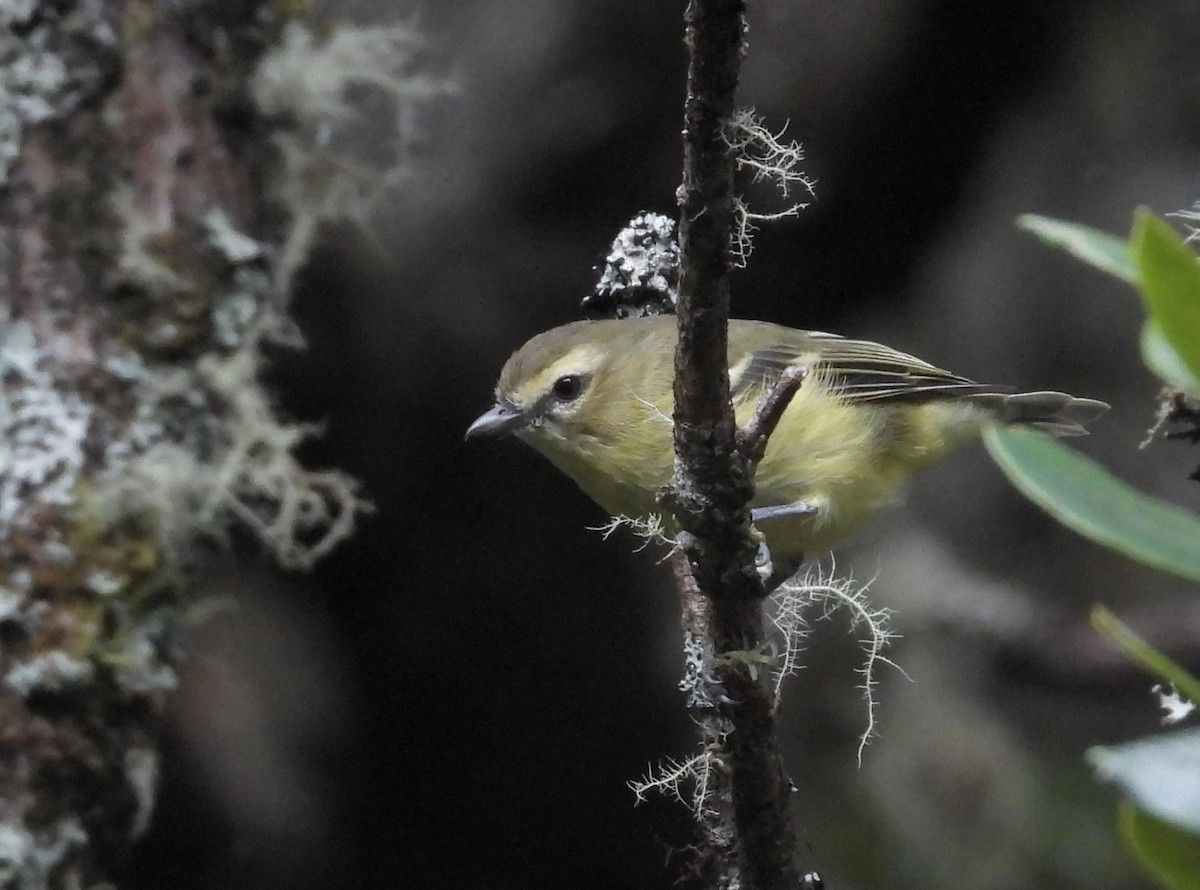 gulbåndvireo - ML641696323