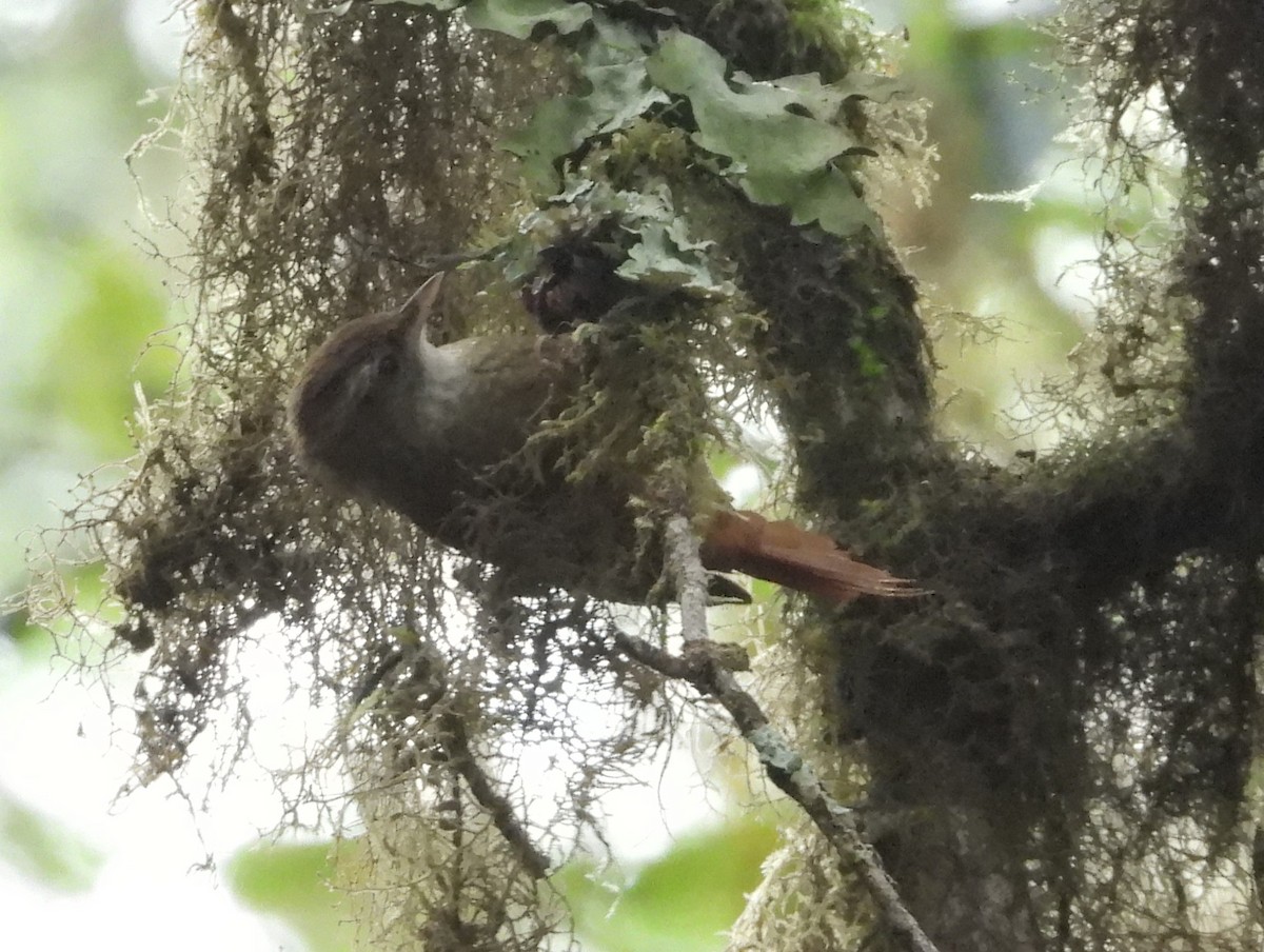 Ruddy Treerunner - ML641696363