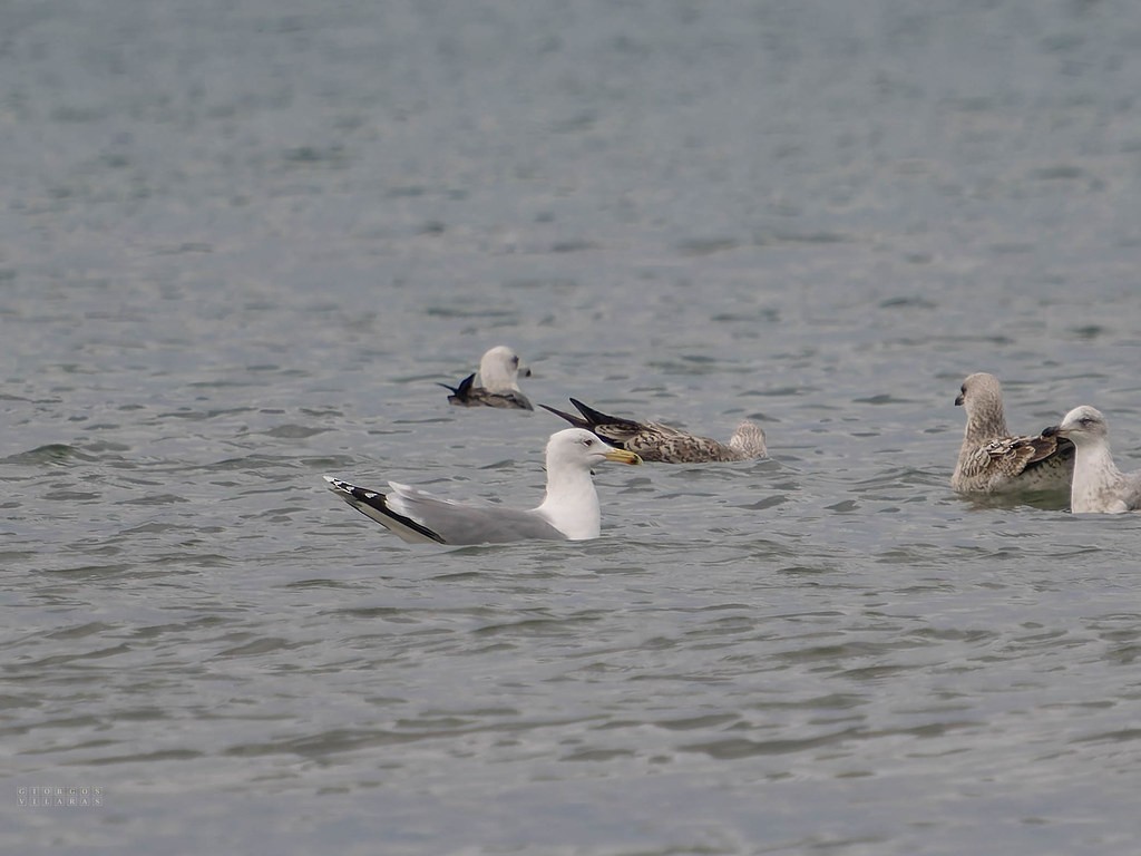 Gaviota del Caspio - ML641696396