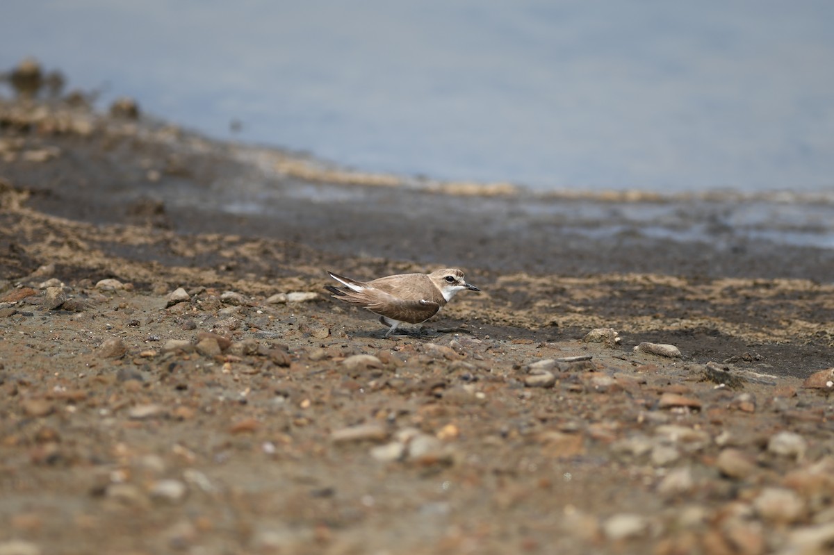 東方環頸鴴(alexandrinus/nihonensis) - ML641696444
