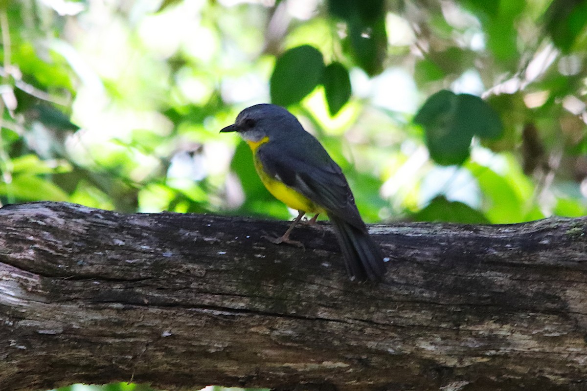 Eastern Yellow Robin - ML641696452