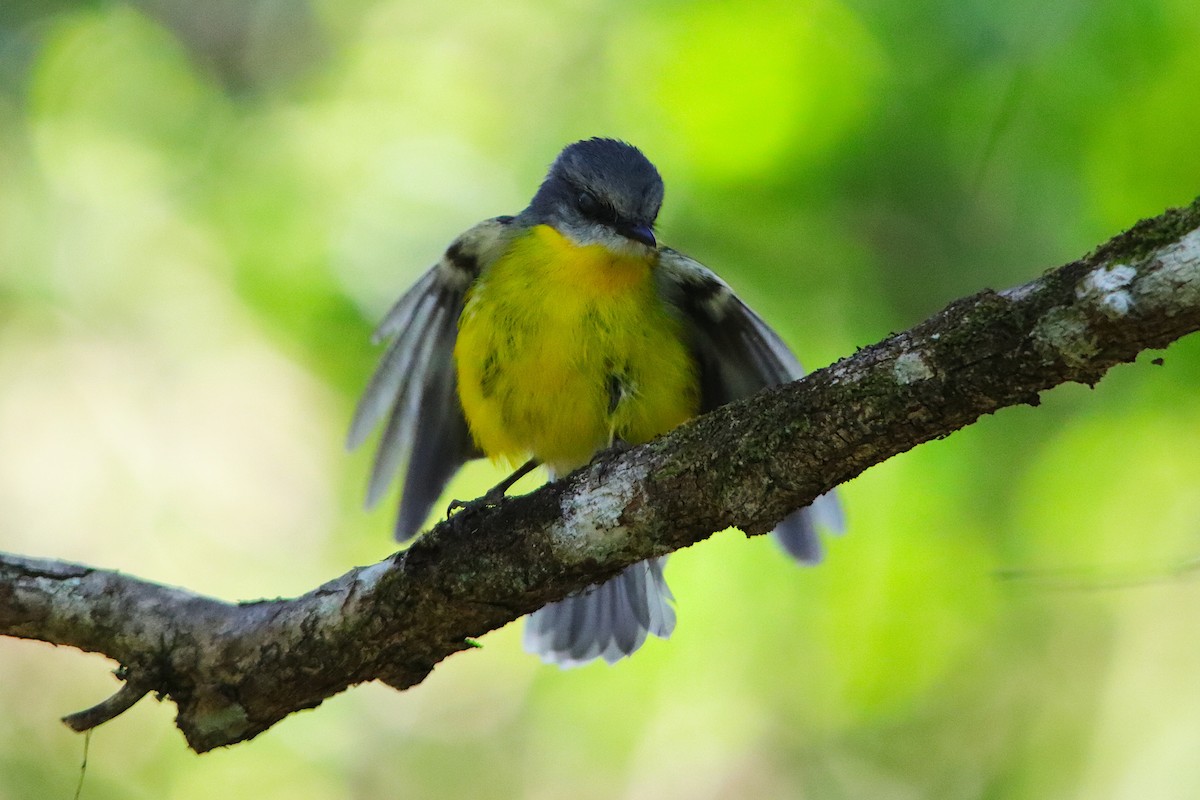 Eastern Yellow Robin - ML641696453