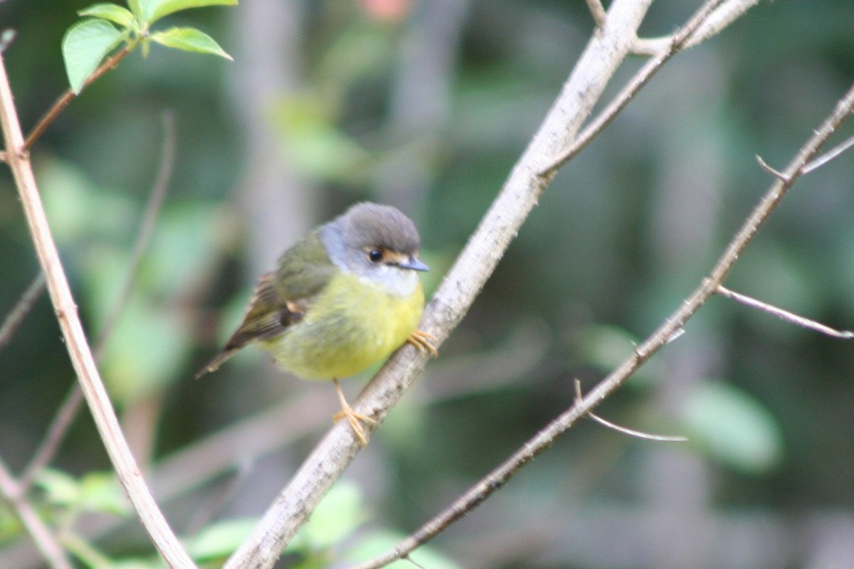 Pale-yellow Robin - ML641696458