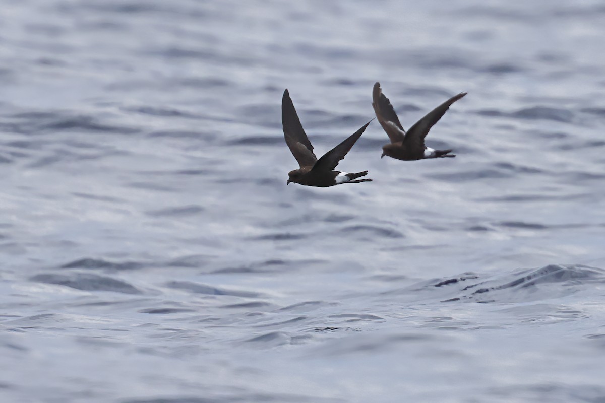 Wilson's Storm-Petrel - ML641696544