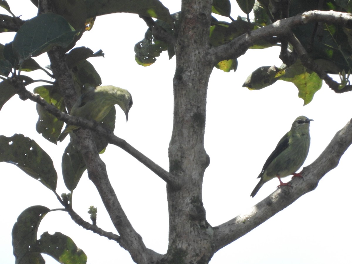 Red-legged Honeycreeper - ML641696557