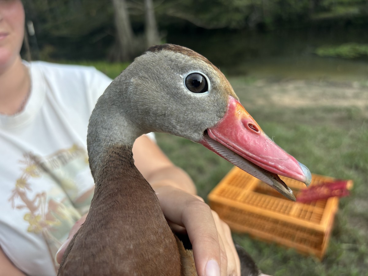 Black-bellied Whistling-Duck - ML641696563