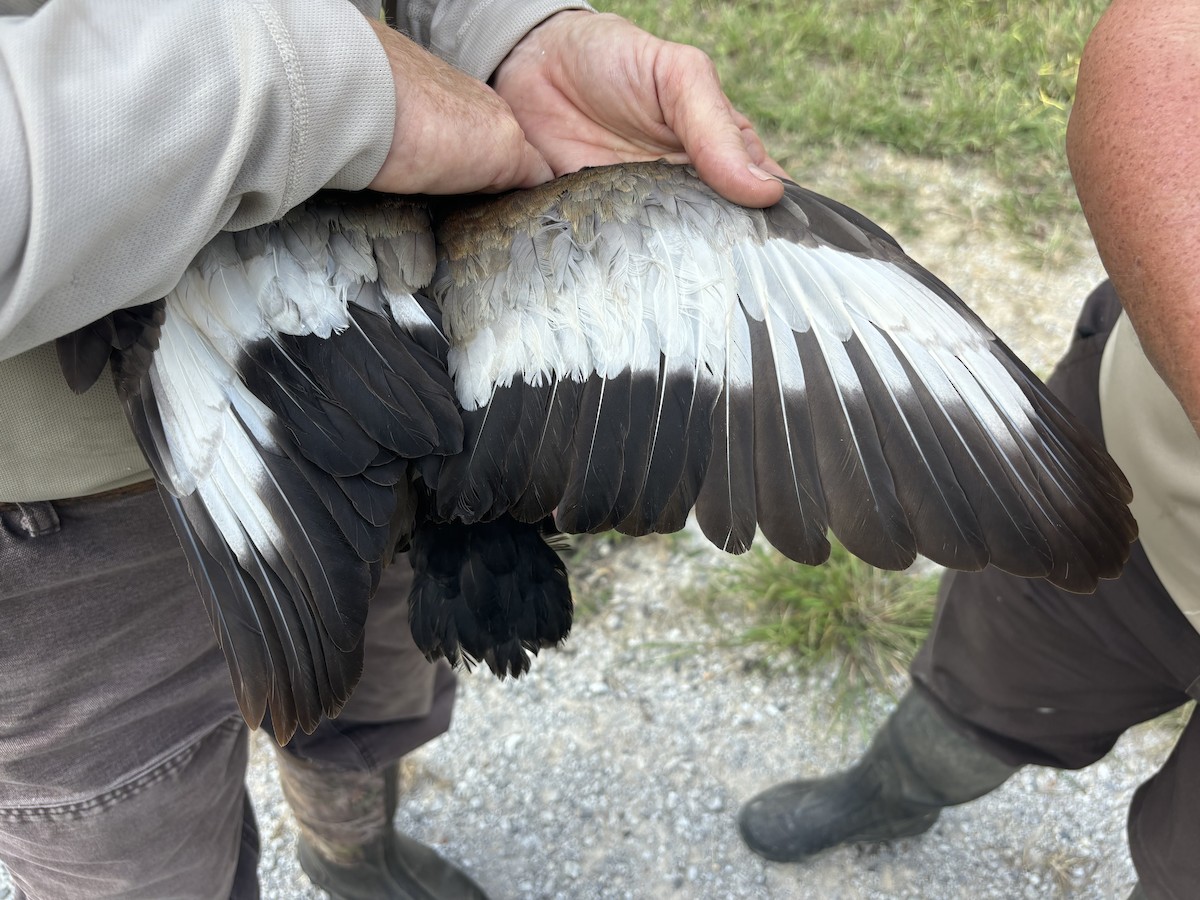 Black-bellied Whistling-Duck - ML641696564