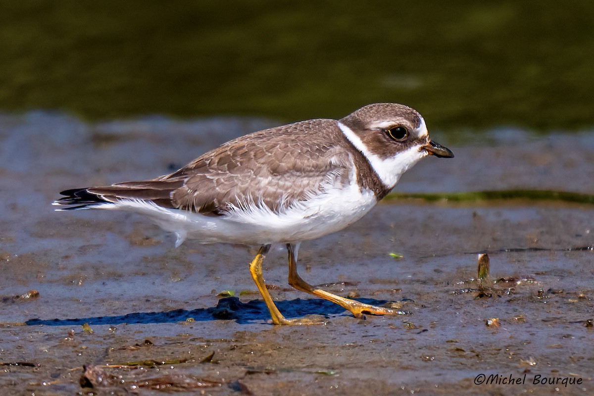 Semipalmated Plover - ML641696581