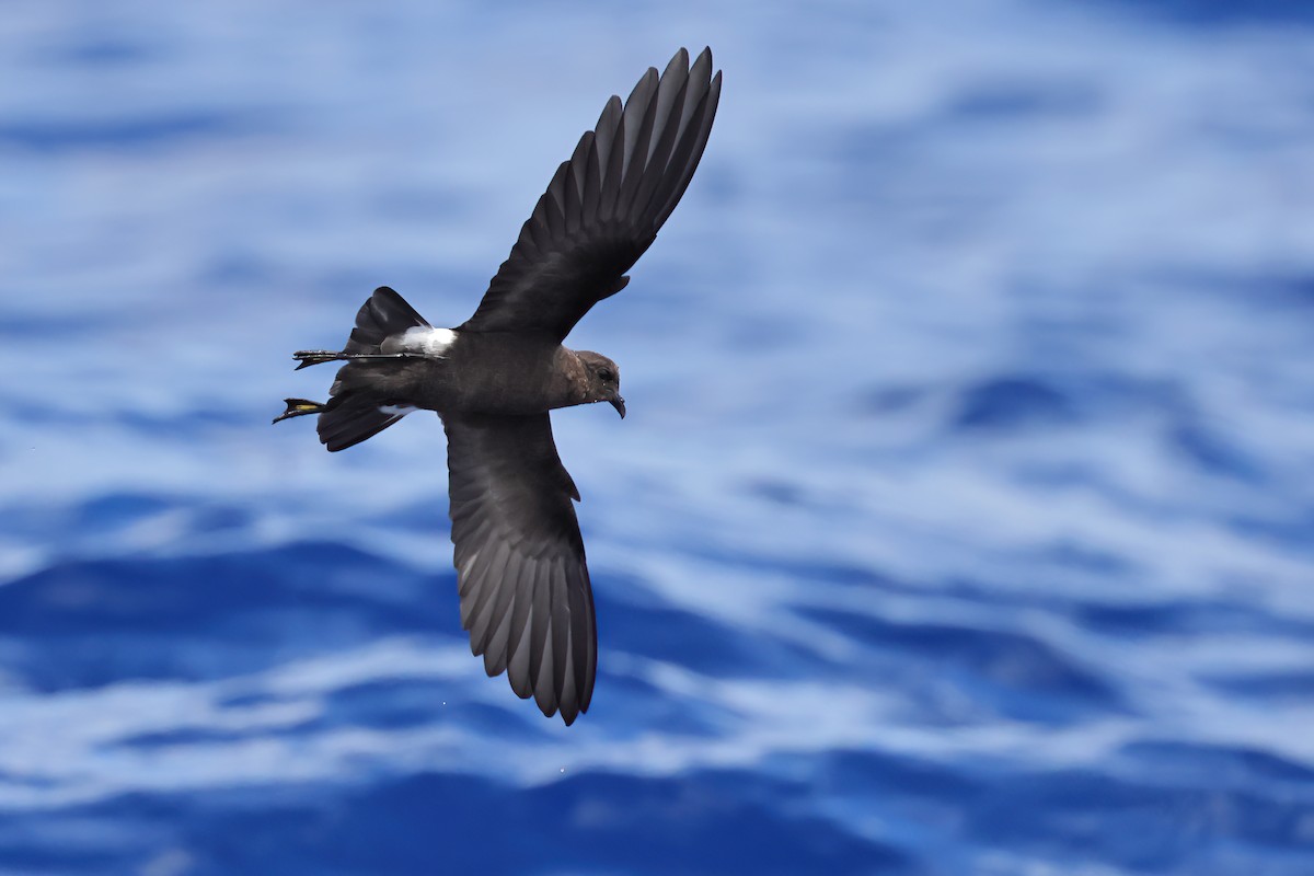 Wilson's Storm-Petrel - ML641696606