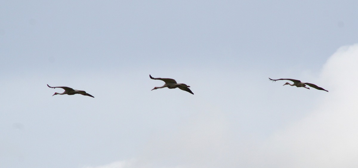 Brolga - ML641696609