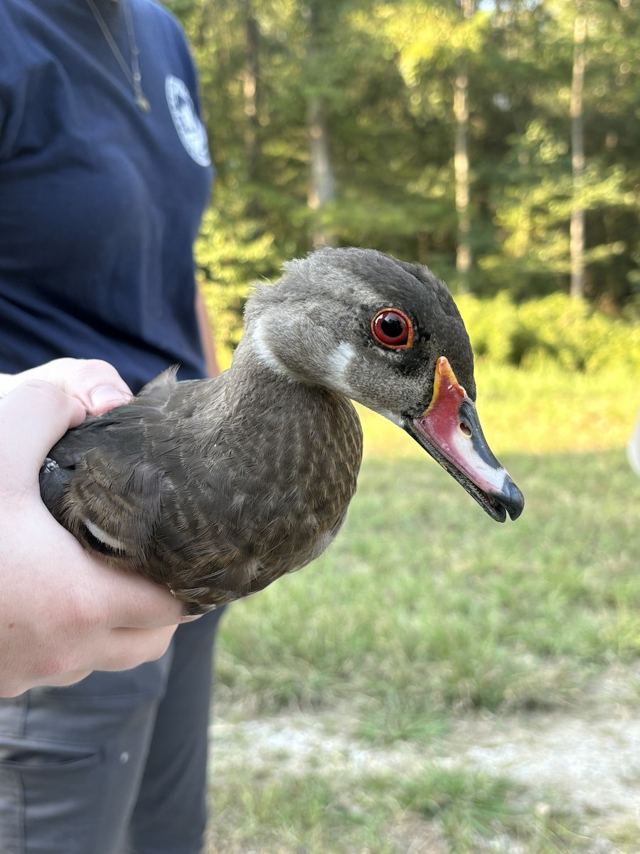 Wood Duck - ML641696617