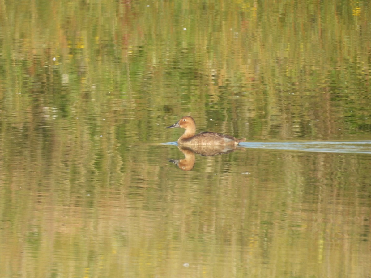 Canvasback - ML641696621