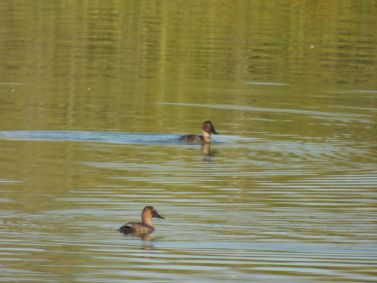 Canvasback - ML641696622