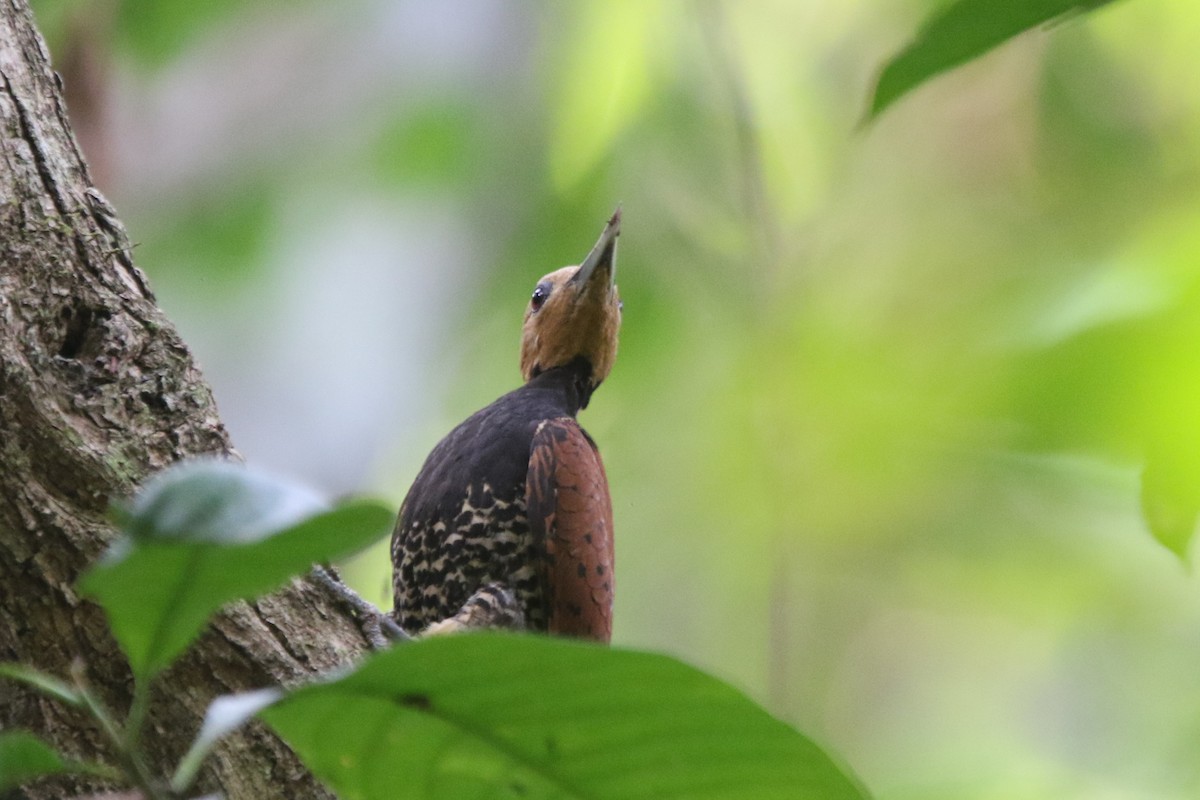 Ringed Woodpecker (Amazonian Black-breasted) - ML641696640