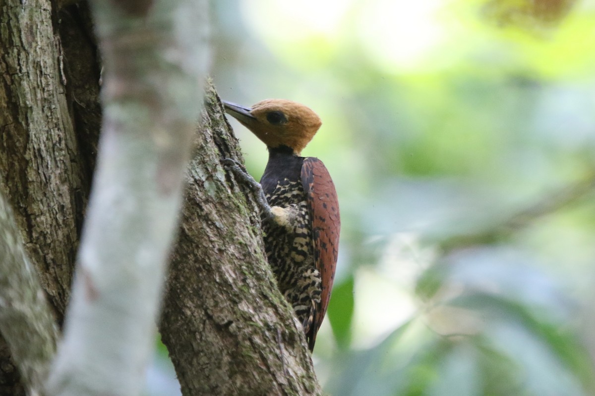 Ringed Woodpecker (Amazonian Black-breasted) - ML641696644