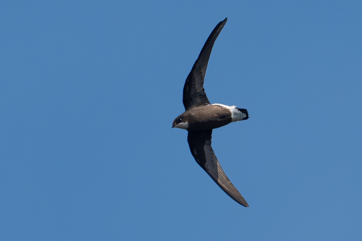 White-throated Needletail - ML641696672