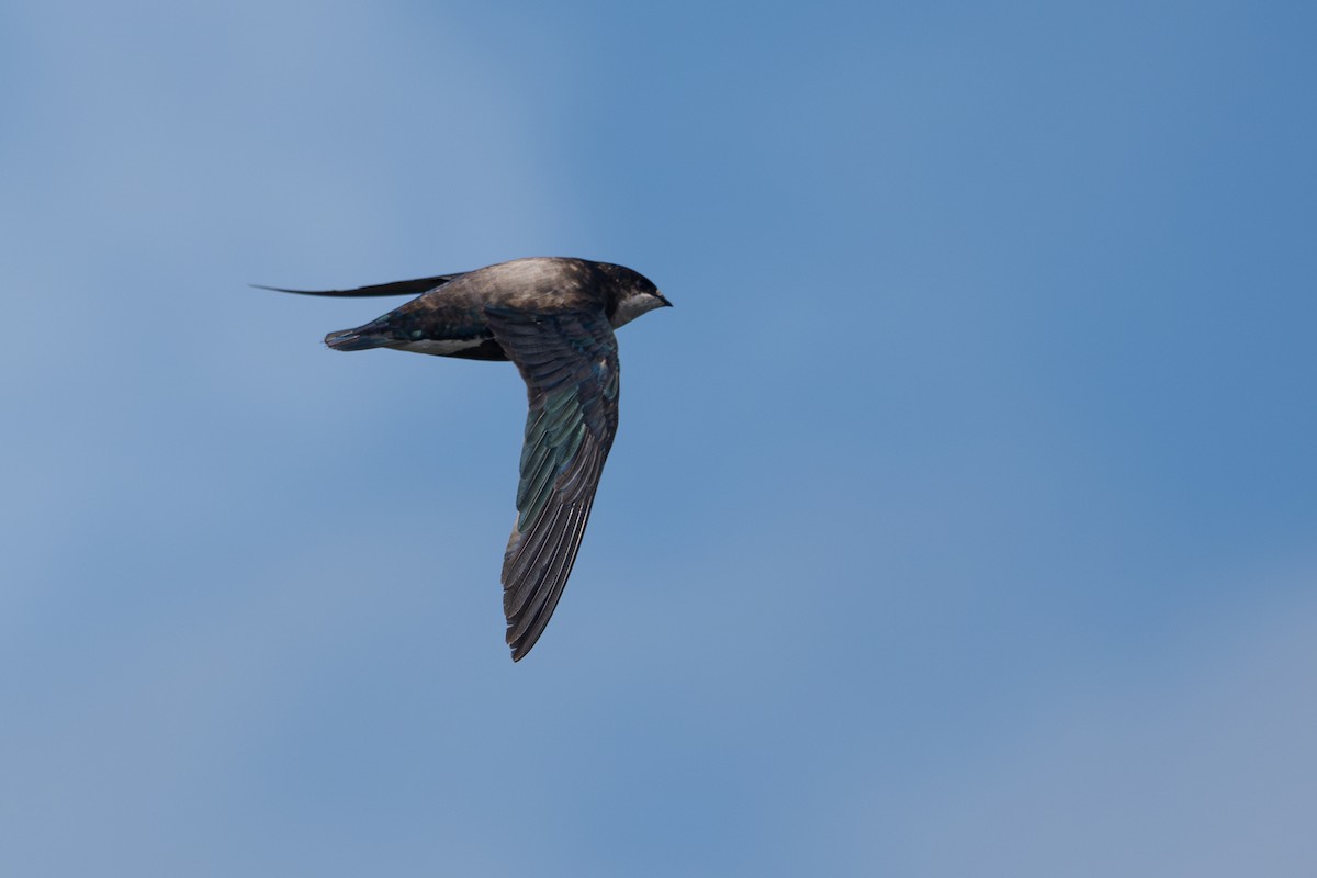 White-throated Needletail - ML641696673