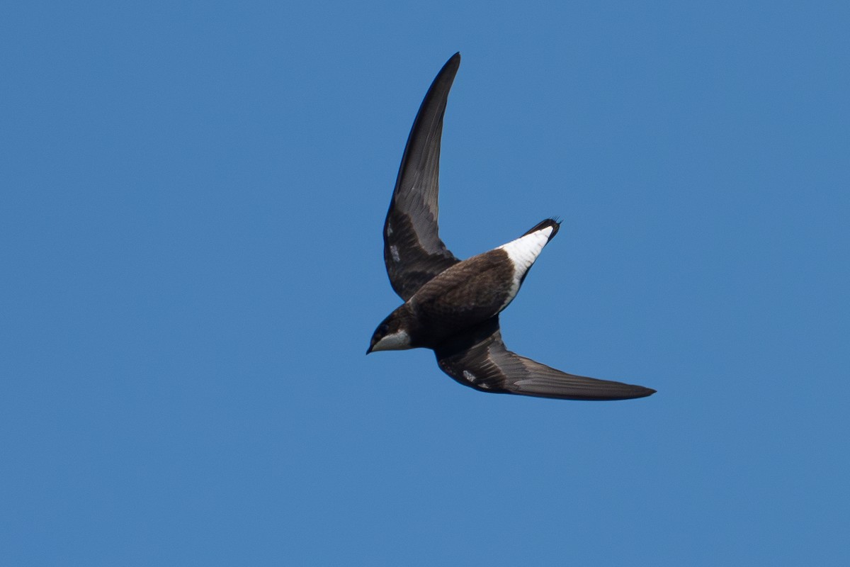 White-throated Needletail - ML641696674