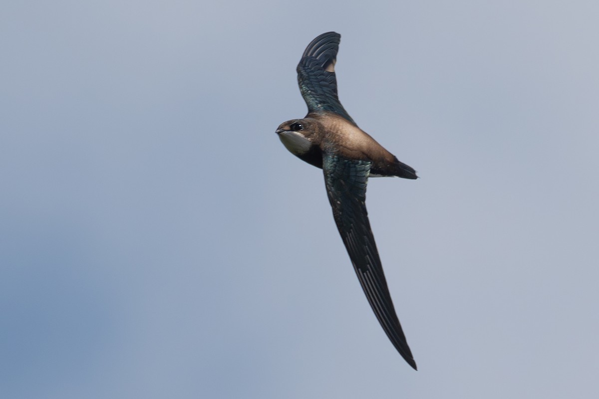 White-throated Needletail - ML641696675