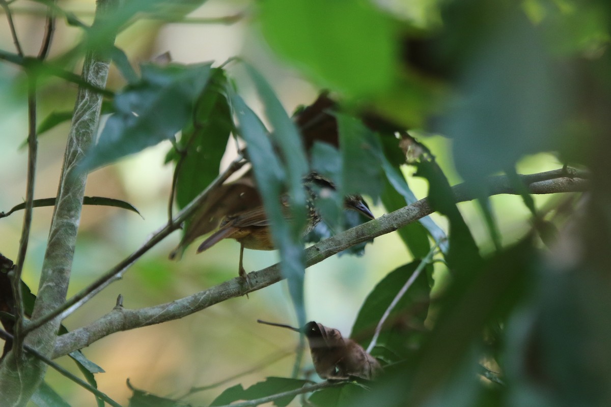 Spix's Warbling-Antbird - ML641696678