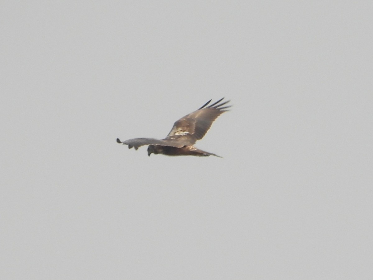 Eastern Marsh Harrier - ML641696696