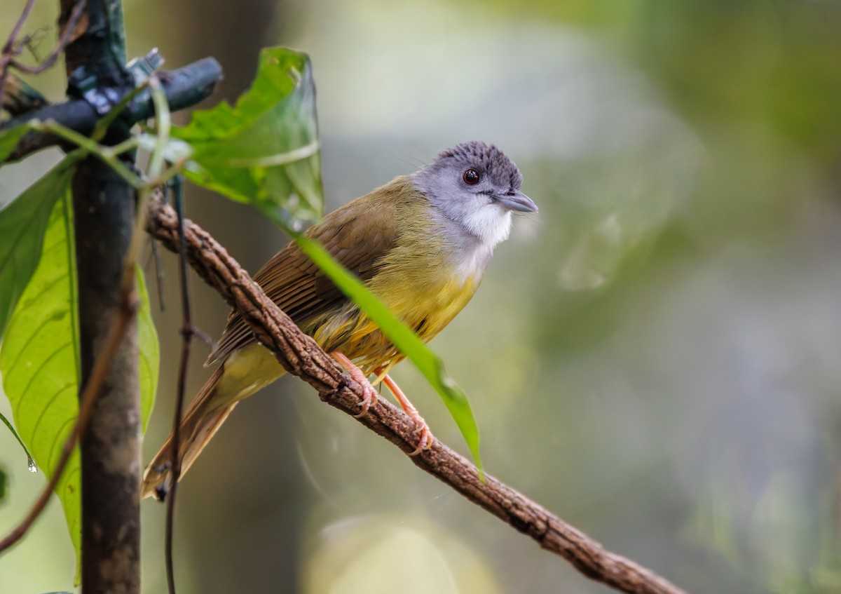 Yellow-bellied Bulbul - ML641696717