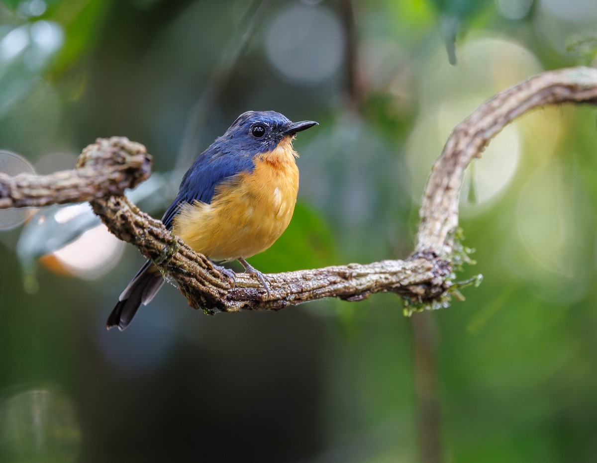 Dayak Blue Flycatcher - ML641696767
