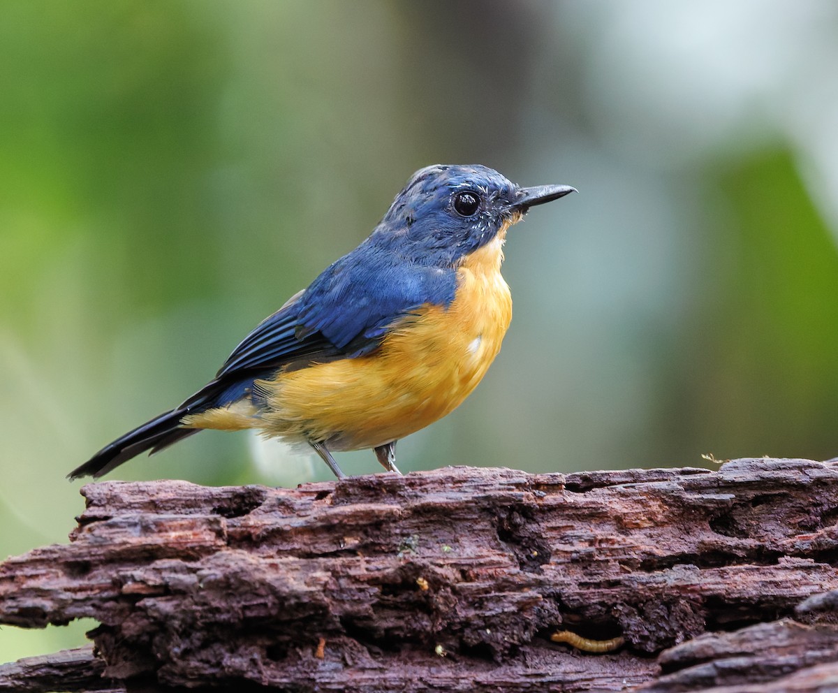 Dayak Blue Flycatcher - ML641696768