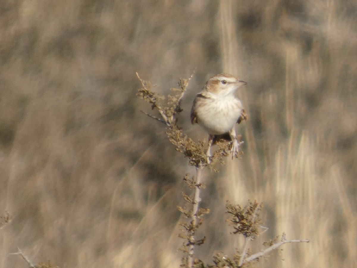 Fawn-colored Lark - ML641696840