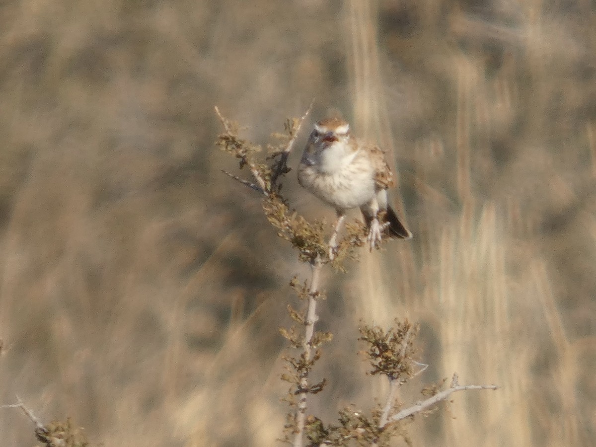 Fawn-colored Lark - ML641696841