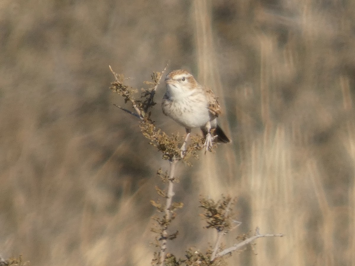 Fawn-colored Lark - ML641696842
