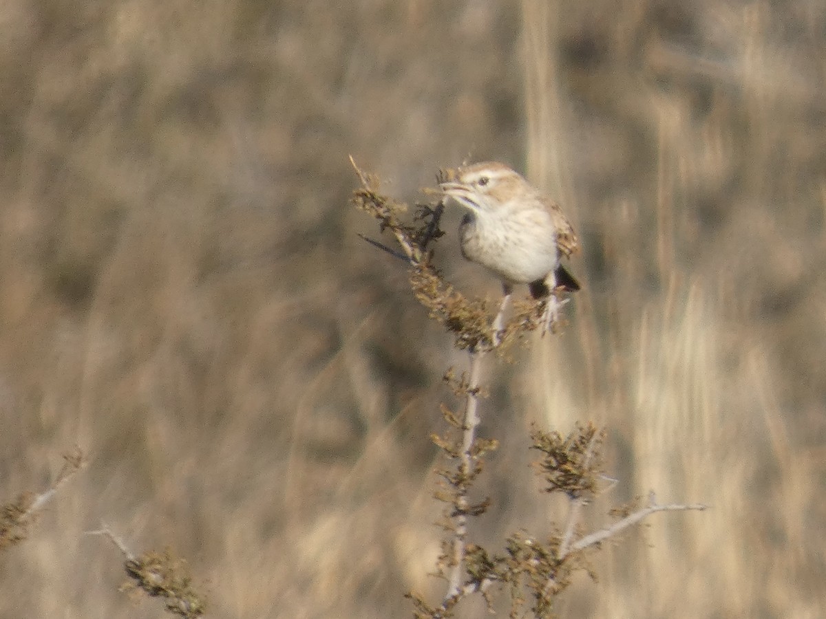 Fawn-colored Lark - ML641696843