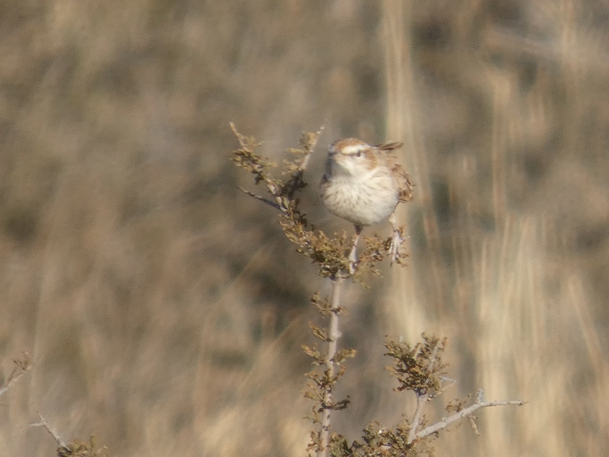 Fawn-colored Lark - ML641696844